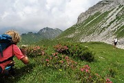 72 Sentiero tra rododendri irsuti